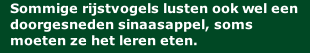 Sommige rijstvogels lusten ook wel een doorgesneden sinaasappel, soms moeten ze het leren eten.